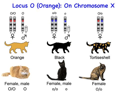 genetics of cats.